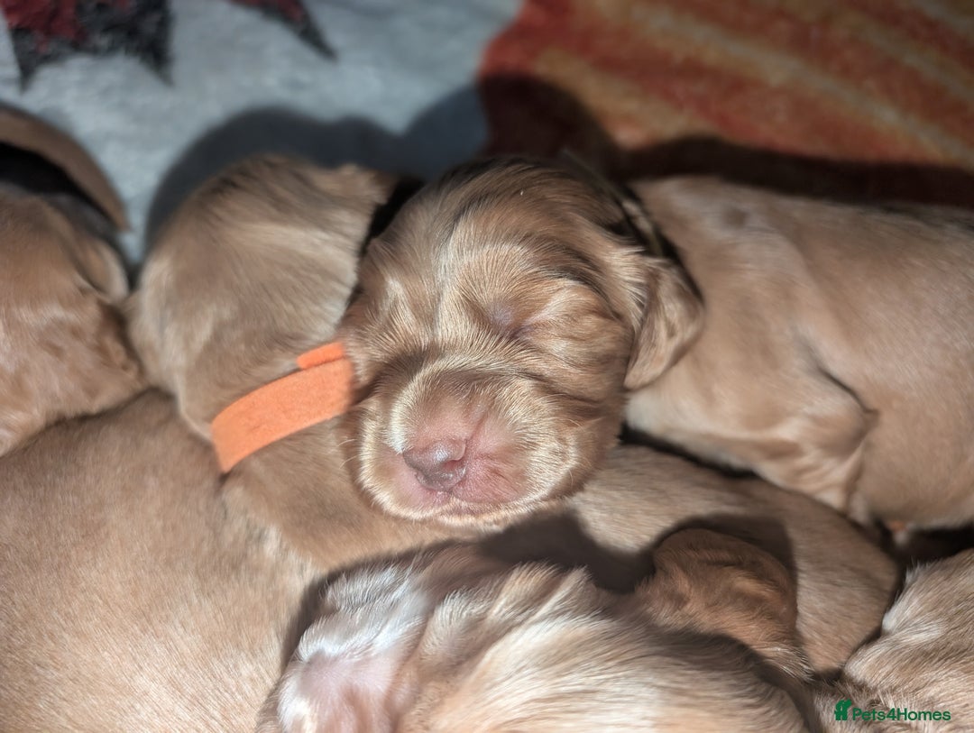 Cocker Spaniel dogs for sale: 🐾pedigree Show cocker spaniel🐾 - Image 14