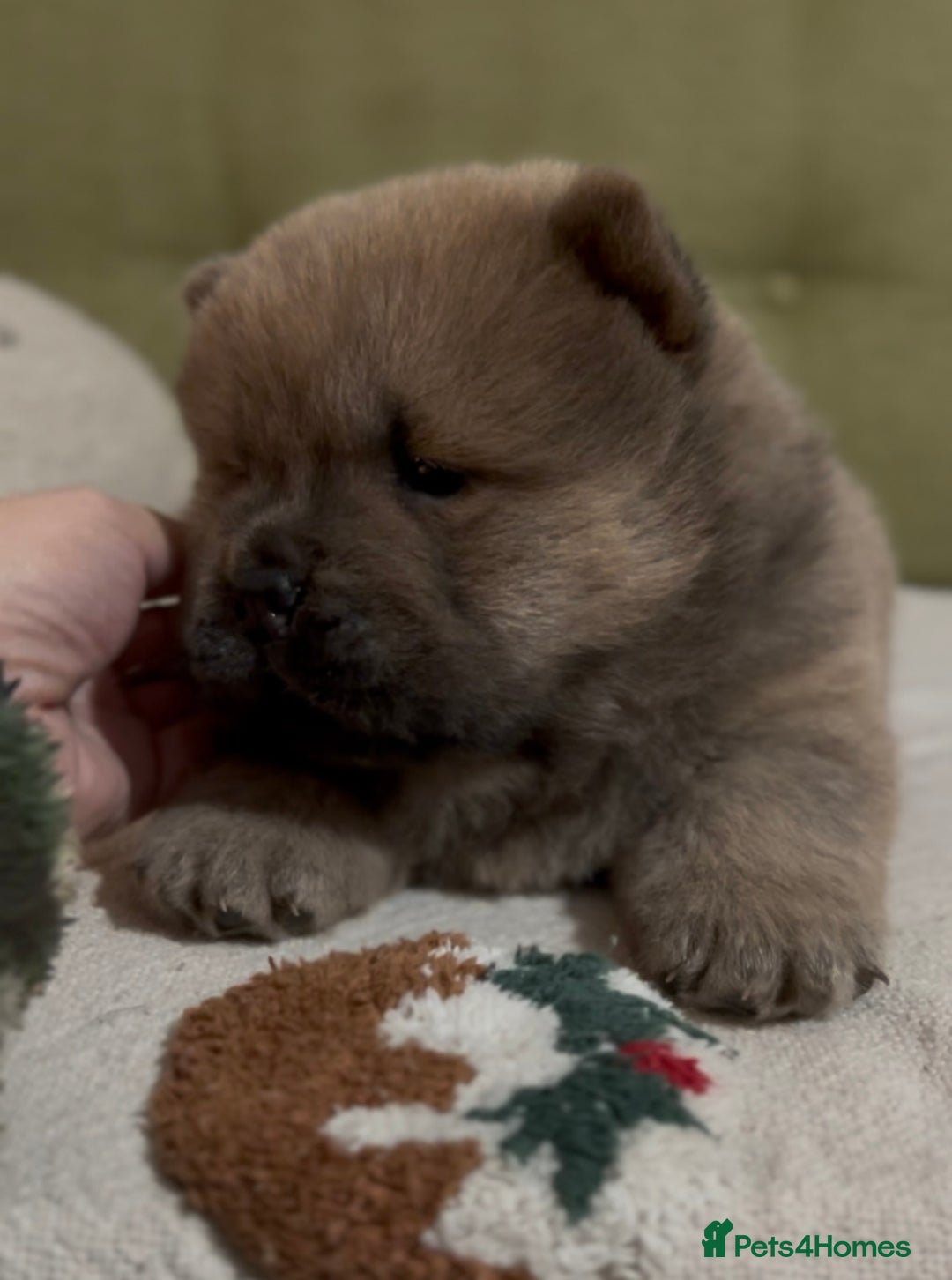 Chow Chow dogs for sale: Merle & blue bear faced Teddy chow chow puppies  - Advert 11