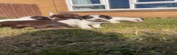 Sprocker dogs for sale: Sprocker Puppies  - Advert 17