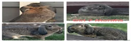 French Lop rabbits for sale:  socilised French Lops - Advert 6