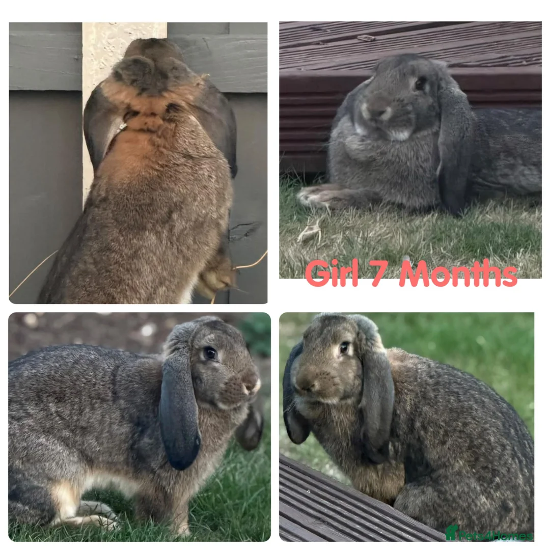 French Lop rabbits for sale:  socilised French Lops - Advert 6