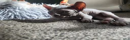 Sphynx cats for sale: Little sweet sphynx boys ready for new home 🐾 - Advert 16