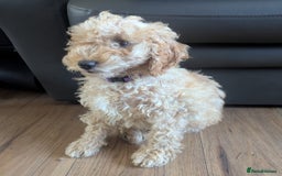 Poodle dogs for sale: ⭐ READY⭐ Reduced Adorable poodles puppies  in Margate - Image 23