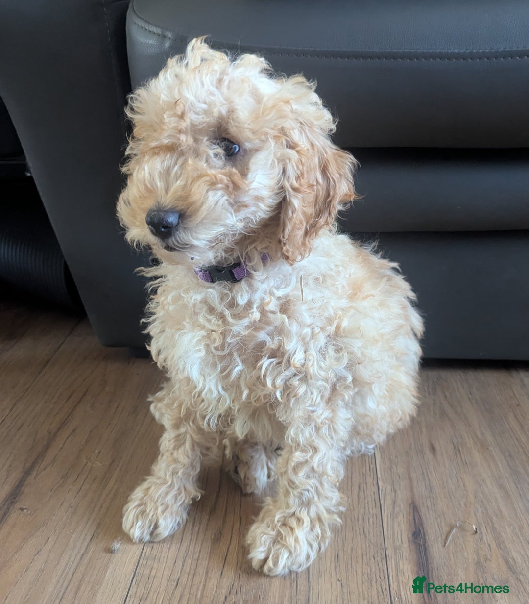 Poodle dogs for sale: ⭐ READY⭐ Reduced Adorable poodles puppies  in Margate - Image 23