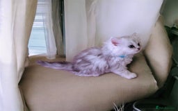 Persian cats for sale: Lucky Baby Boy💙 - Image 9