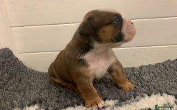 English Bulldog dogs for sale:  champion rosebull his royal highness puppies - Image 11