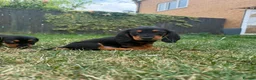 Mixed Breed dogs for sale: 🐾 Mini Bassets 🐾 - Advert 14