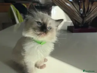 Ragdoll cats adorable kittens ready to go home 28th April - Advert 16