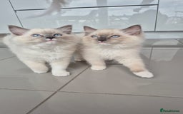 Ragdoll cats for sale: *READY TO GO* 1 beautiful girl ragdoll in Liversedge - Image 1