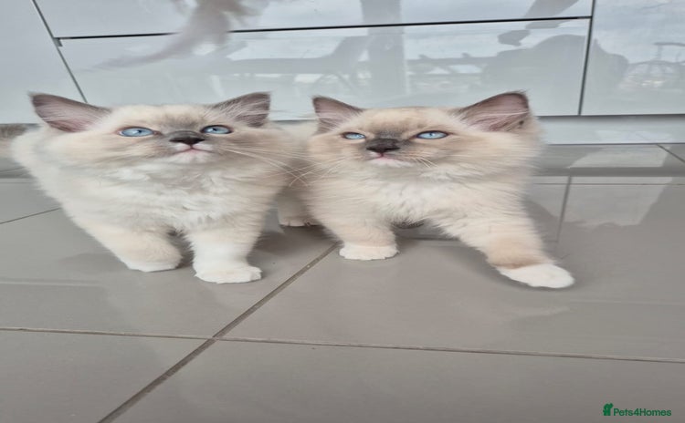 Ragdoll cats in Liversedge - Advert 15