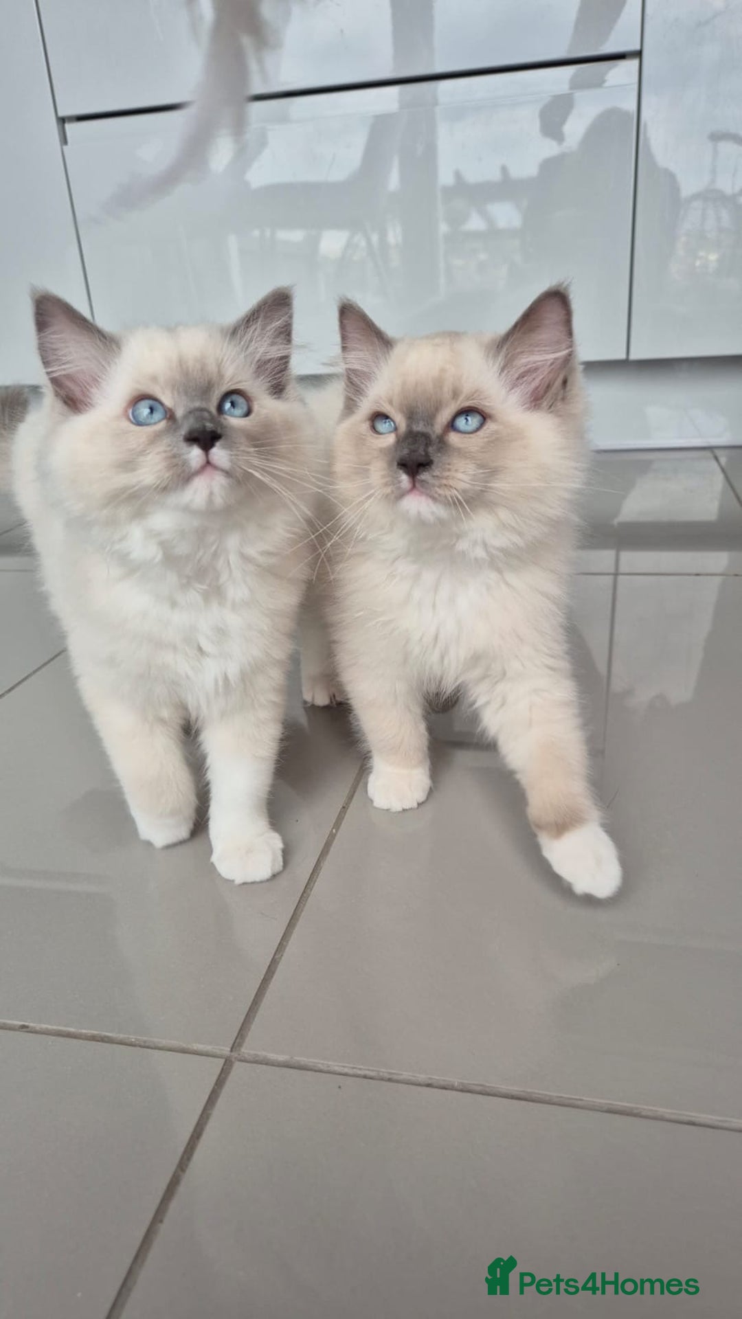 Ragdoll cats for sale: *READY TO GO* 1 beautiful girl ragdoll in Liversedge - Image 1