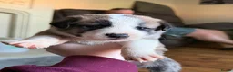 Mixed Breed dogs for sale: Puppies mixed bread  in Stoke-on-Trent - Advert 7