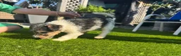 Fox Terrier dogs for sale: Energetic Fox Terrier Explorer Ready for Adventure in Brighton - Advert 4