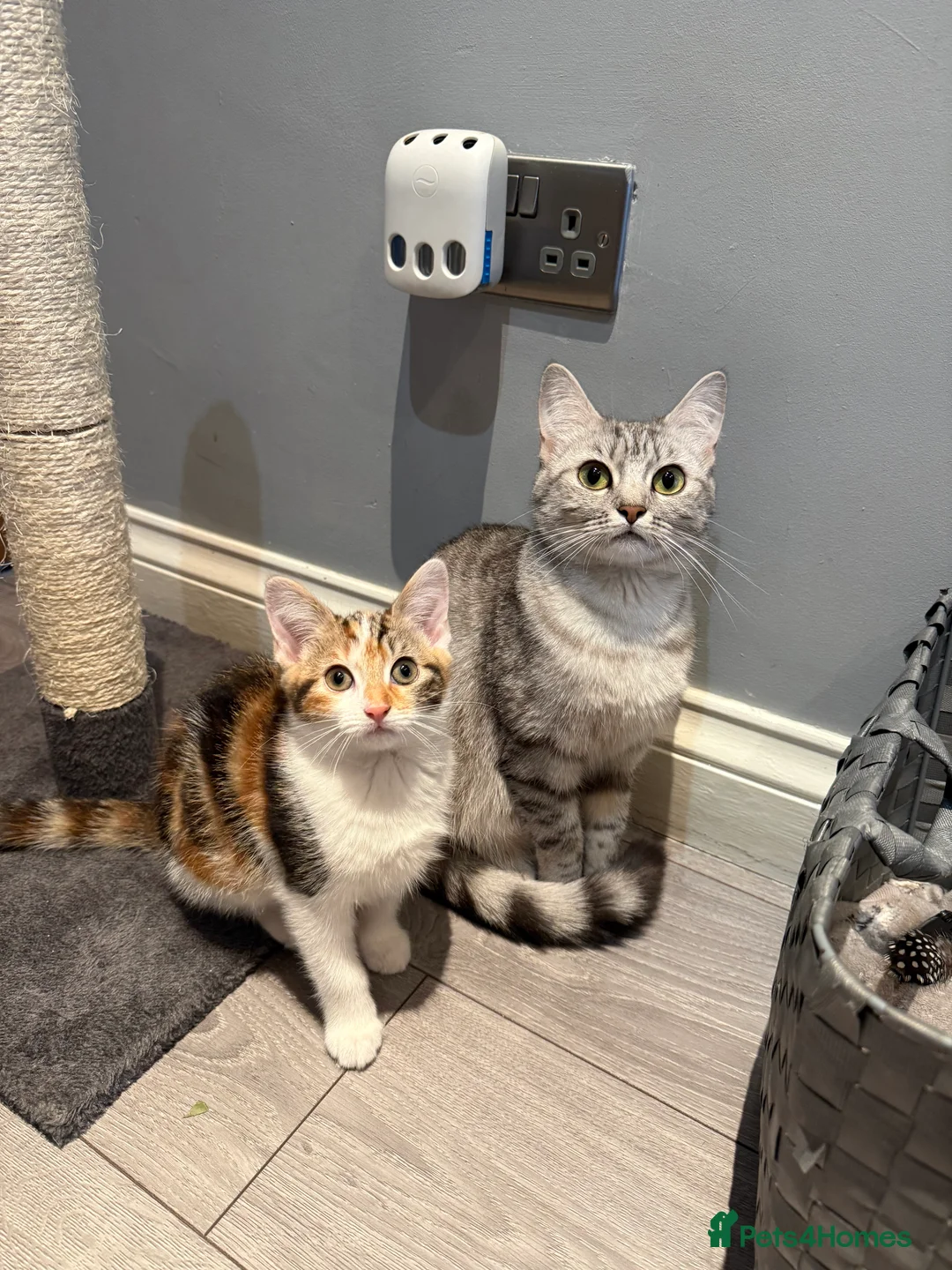 Domestic Shorthair cats for sale: Ginger mixed domestic shorthair  in Rotherham - Advert 3