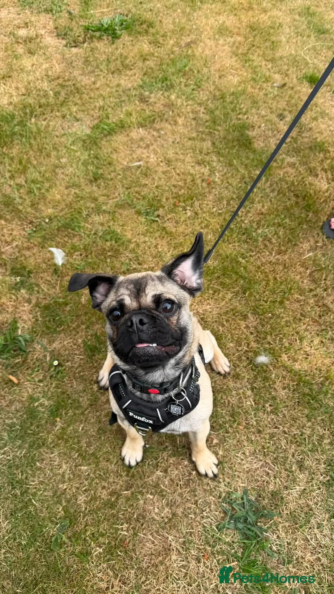 Mixed Breed dogs for adoption: Tiny  - Advert 2
