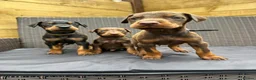 Dobermann dogs for sale: Beautiful family dobermans * 3 pups left * - Advert 10