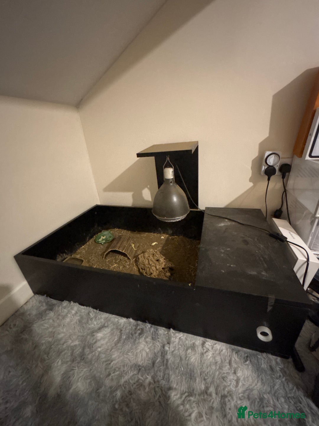 Tortoise reptiles for sale: tortoise + full enclosure - Image 5