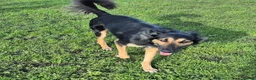 Mixed Breed dogs for sale: Rambo is in need of a new home  in Manchester - Advert 2