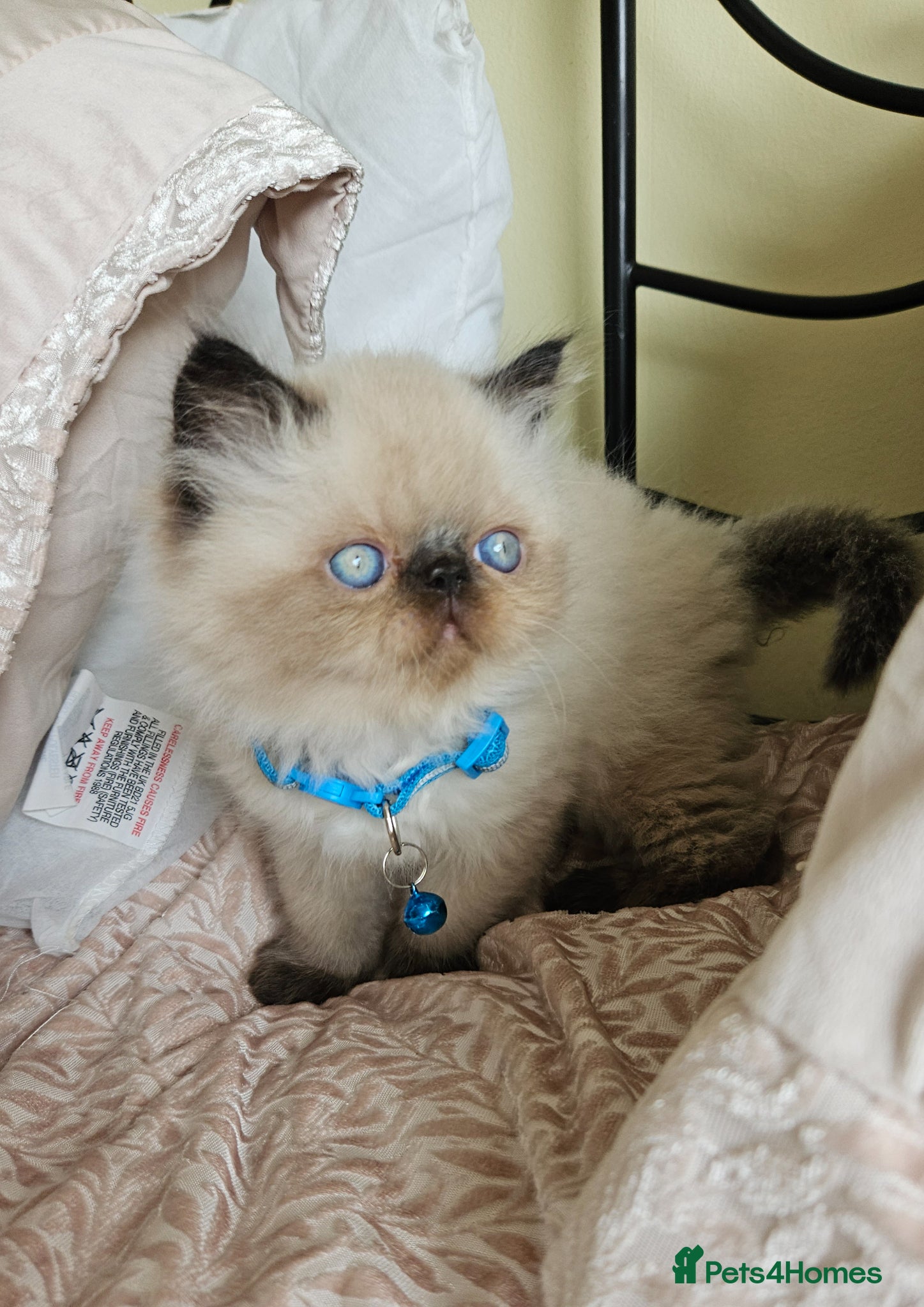Persian cats  😻 Stunning Pedigree Persian Kittens😻 - Advert 1