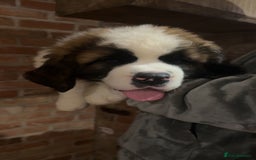 Saint Bernard dogs for sale: Outstanding chunky Saint Bernard puppies for sale - Image 3
