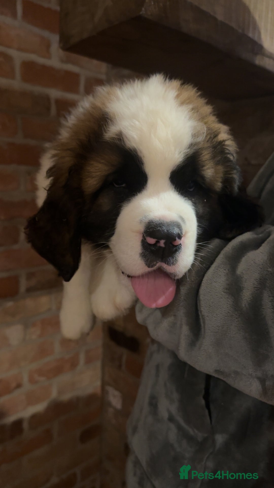 Saint Bernard dogs for sale: Outstanding chunky Saint Bernard puppies for sale - Image 3