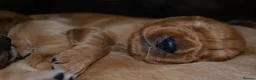 Golden Retriever dogs for sale: KC 𝑫𝒂𝒓𝒌 𝑹𝒆𝒕𝒓𝒊𝒆𝒗𝒆𝒓 𝑷𝒖𝒑𝒑𝒊𝒆𝒔 - Advert 2
