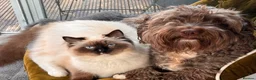 Ragdoll cats for sale: Active pedigree ragdoll queen, TICA  - Advert 5