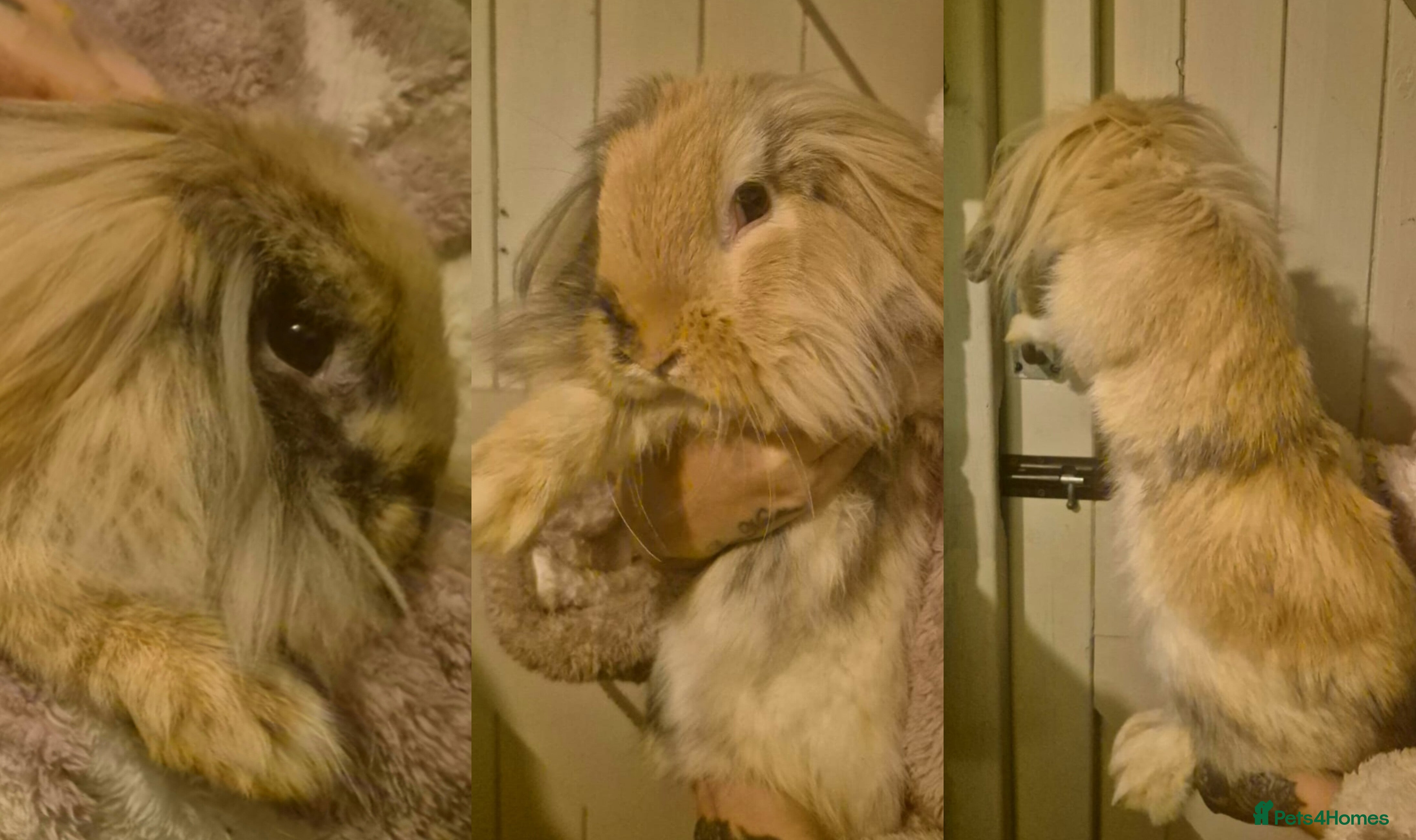 Mini Lion Lop rabbits Mini Lion Lop Boy 🩵 - Advert 2