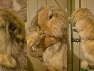 Mini Lion Lop rabbits Mini Lion Lop Boy 🩵 - Advert 15