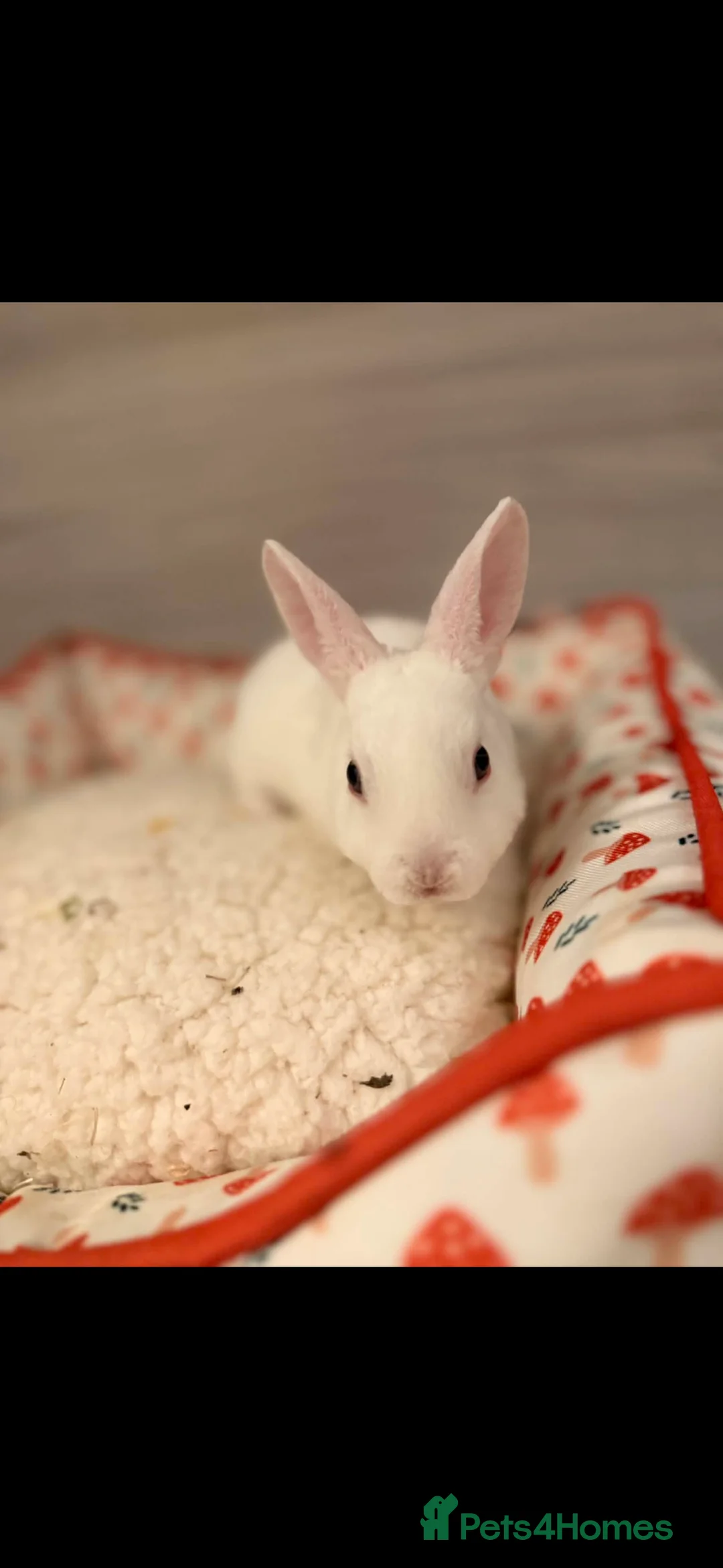 Rex rabbits for sale: rex babies for sale  - Advert 2