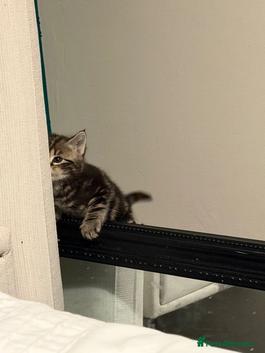 British Shorthair cats for sale: 2 male kittens for sale. - Advert 8