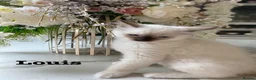 Ragdoll cats for sale: 3 LEFT!!! TICA REGISTERED RAGDOLL KITTENS  - Advert 13