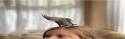 Cockatiels birds for sale: Hand reared cockatiel  in Benfleet - Advert 1