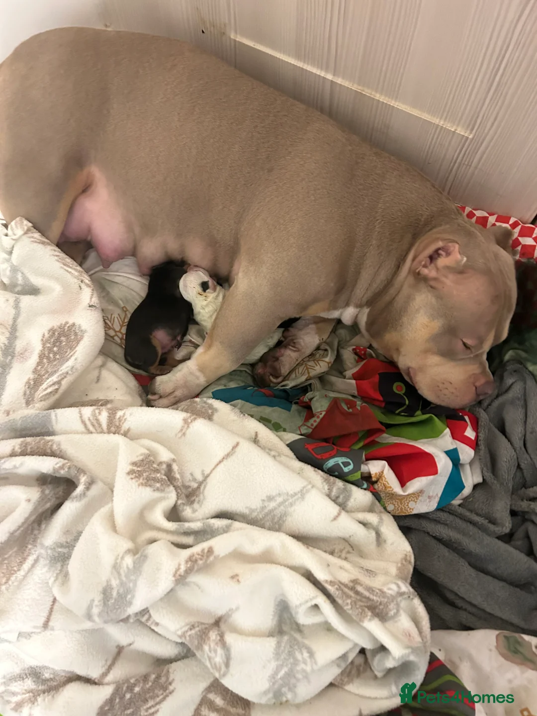 Mixed Breed dogs for sale: Bully x Yorkshire terrier - Advert 1