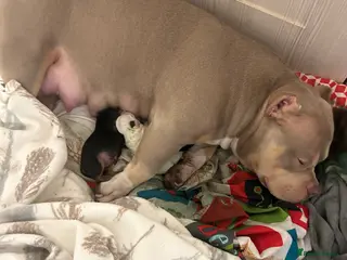 Mixed Breed dogs Bully x Yorkshire terrier - Advert 5