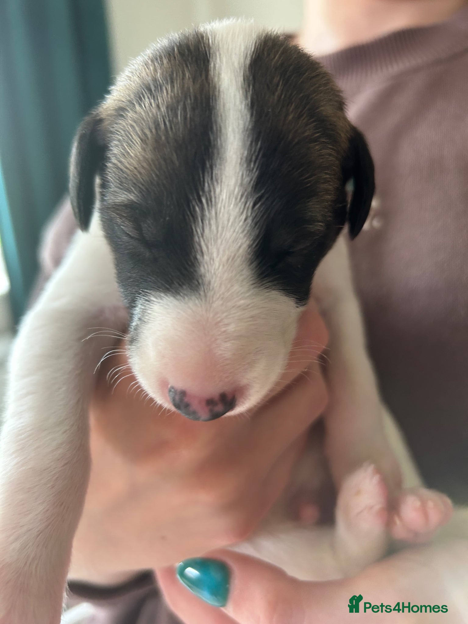 Whippet dogs Stunning pedigree whippet puppies  - Advert 2