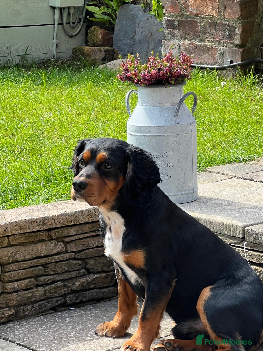 Cocker Spaniel dogs for stud: Black/Tan Cocker Spaniel Stud - Image 3