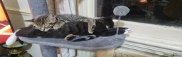 British Shorthair cats for sale: British Short Hair Kitten - Advert 3