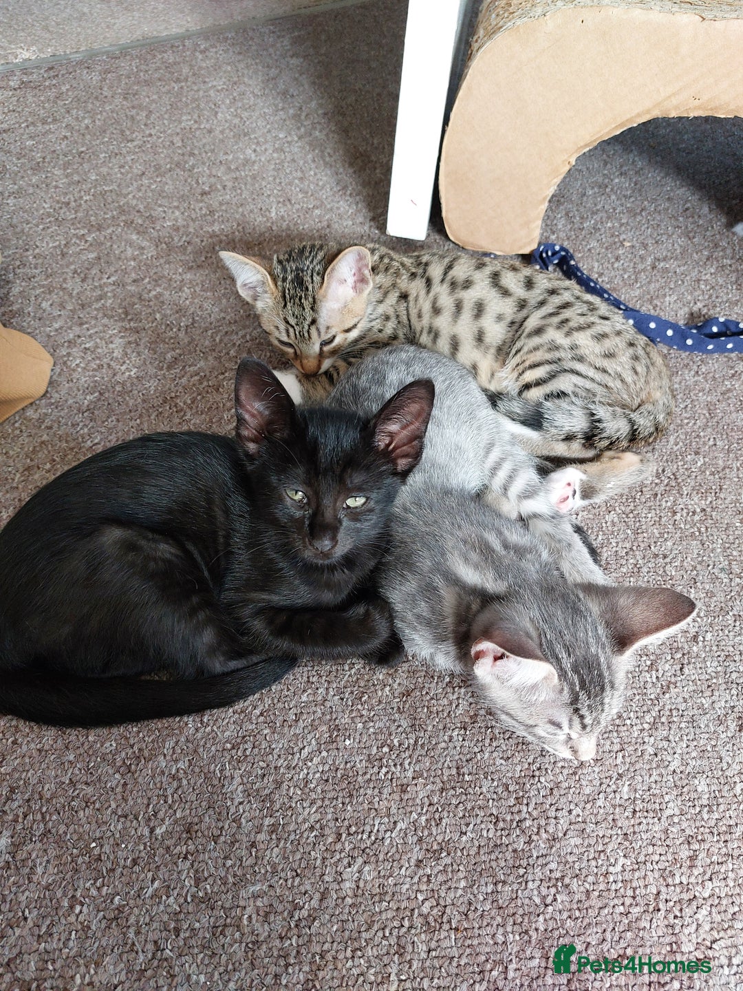 Savannah cats for sale: Playful Savannah F5 Mix Kittens for Loving Homes - Image 10