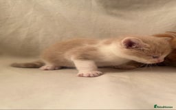 Mixed Breed cats for sale: Beautiful British shorthair cross kittens for sale - Image 7
