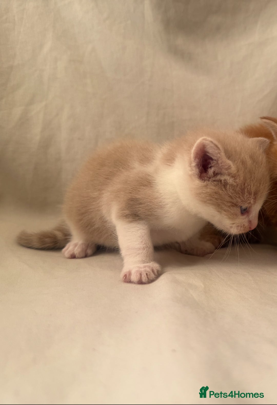 Mixed Breed cats for sale: Beautiful British shorthair cross kittens for sale - Image 7