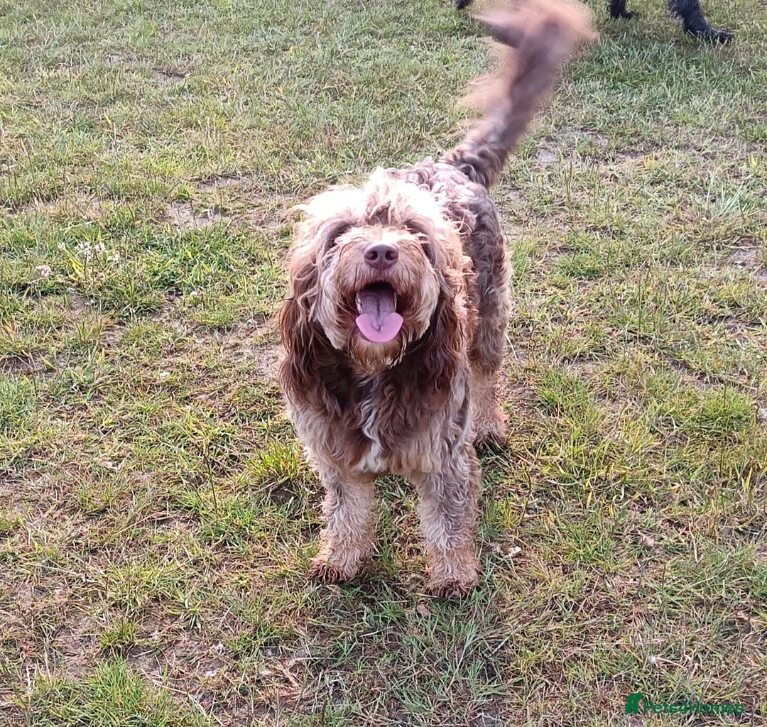 Labradoodle dogs for sale: Outstanding Part Trained Labradoodles F1b - Image 15