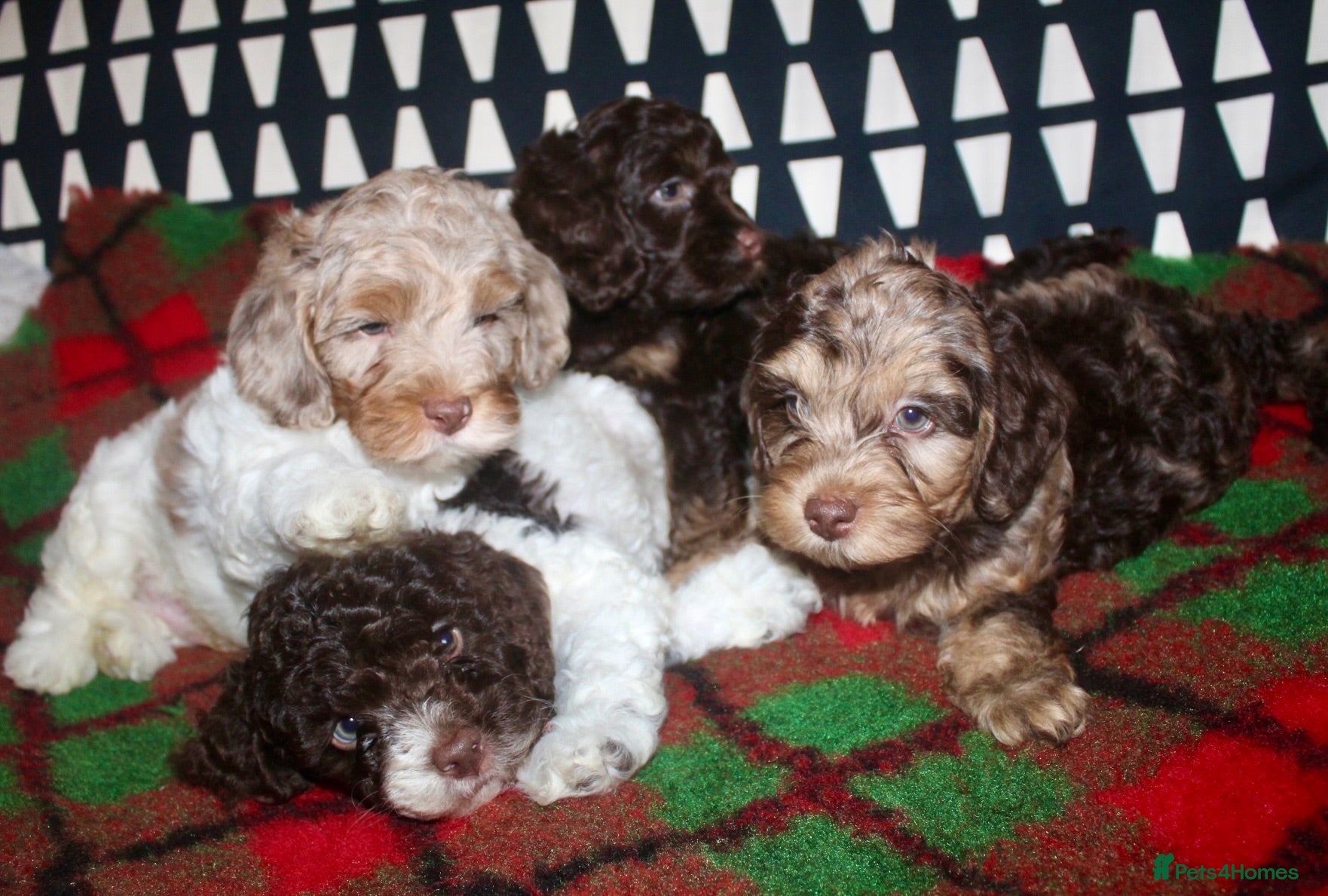Cockapoo dogs Cockapoo babies ready from 31st August - Advert 2