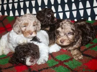 Cockapoo dogs Cockapoo babies ready from 31st August - Advert 2
