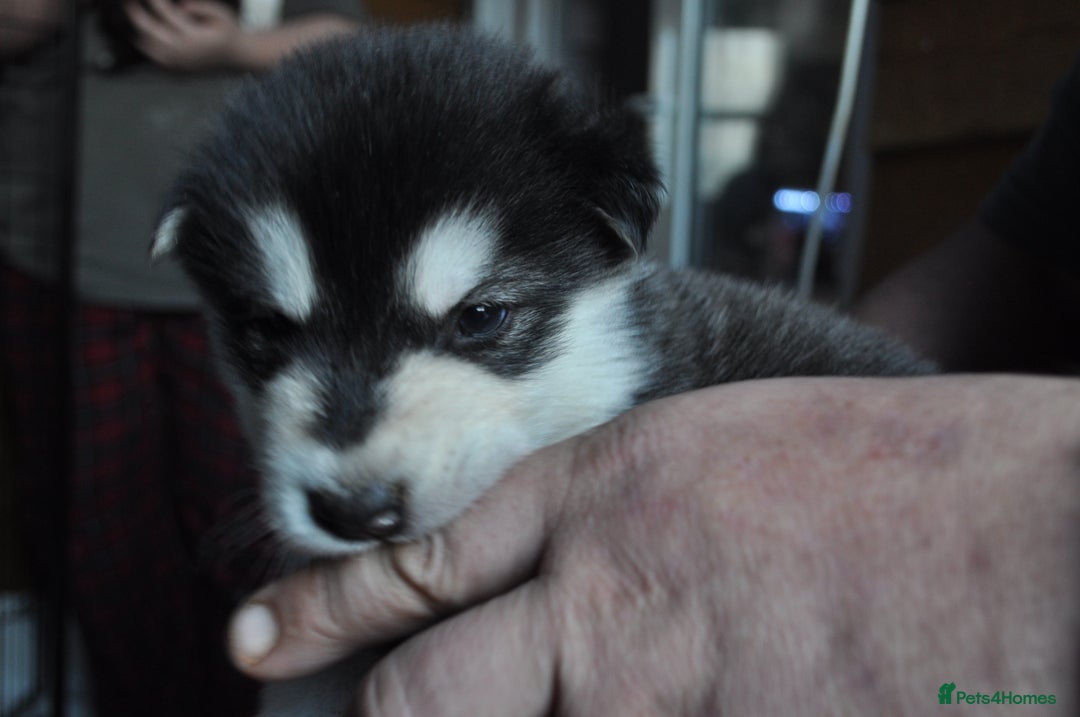 Alaskan Malamute dogs for sale: Alaskan Malamute Puppies - Advert 21