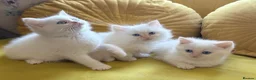 Mixed Breed cats for sale: Ragdoll x Persian  - Advert 7