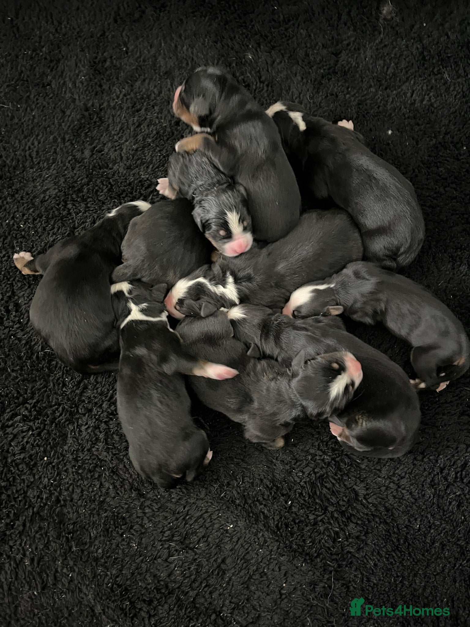 Bernese Mountain Dog dogs Bernese Mountain Dog Puppies - waiting list - Advert 2