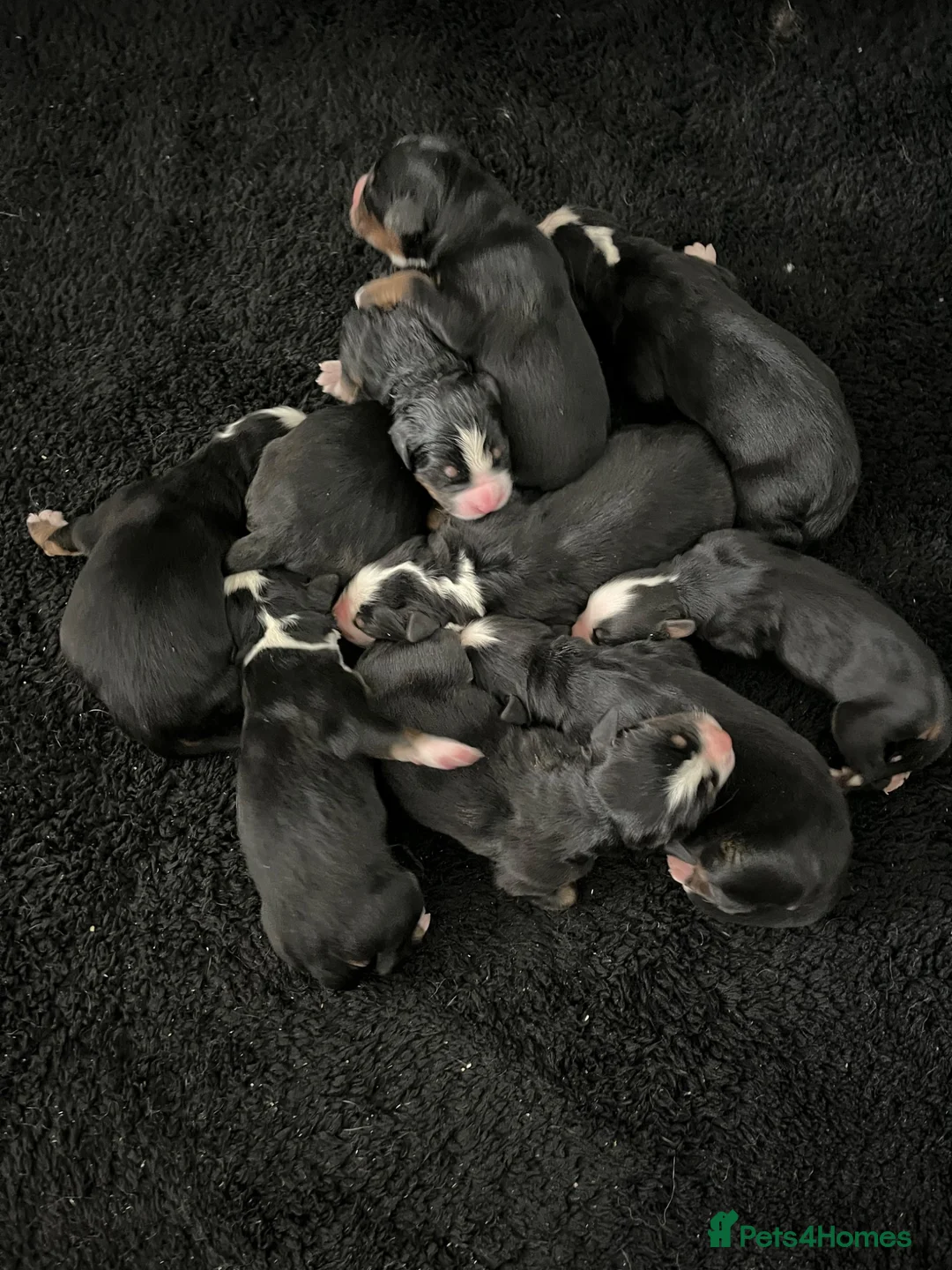 Bernese Mountain Dog dogs for sale: Bernese Mountain Dog Puppies - waiting list - Advert 2