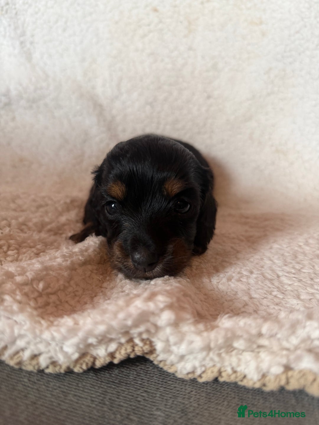 Miniature Dachshund dogs for sale: Beautiful KC silver dapple longhair miniature girl - Advert 13