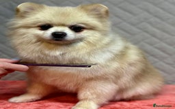 Pomeranian dogs for adoption: Teddy: The Little Heart That Refused to Break - Image 2